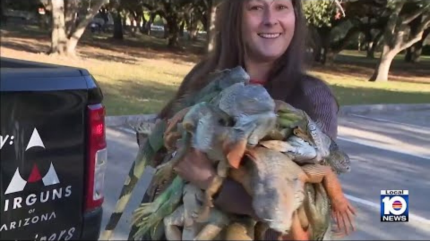It's raining iguanas thanks to South Florida cold snap