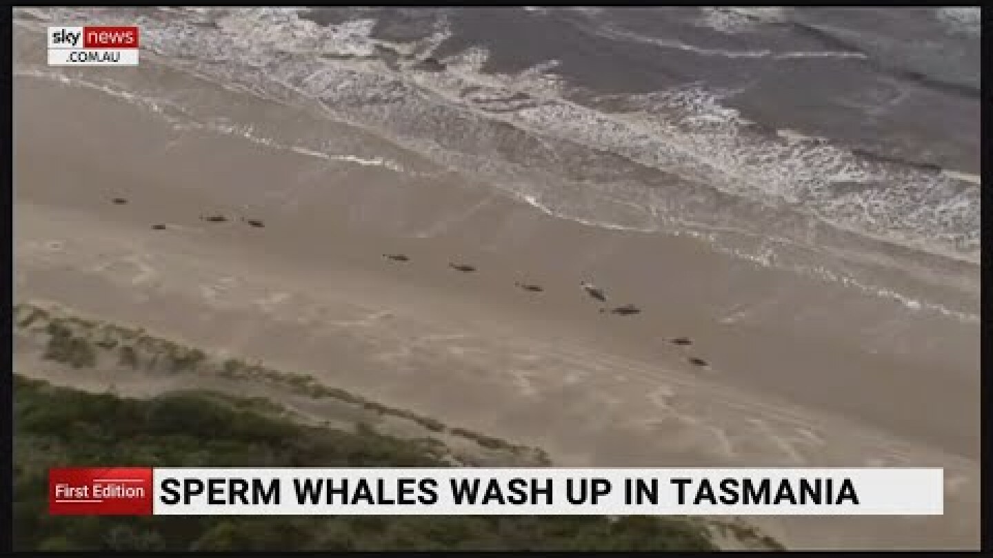 Sperm whales wash up on shores of Tasmania’s King Island