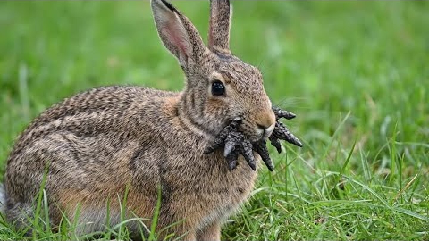 Horned rabbits spotted in Colorado, dubbed 'Frankenstein bunnies