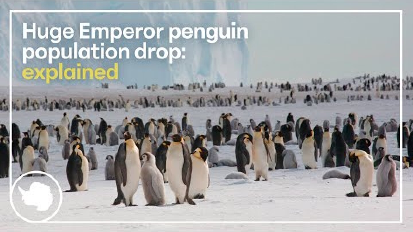 Emperor penguins facing extinction? Huge 22% population drop explained | British Antarctic Survey