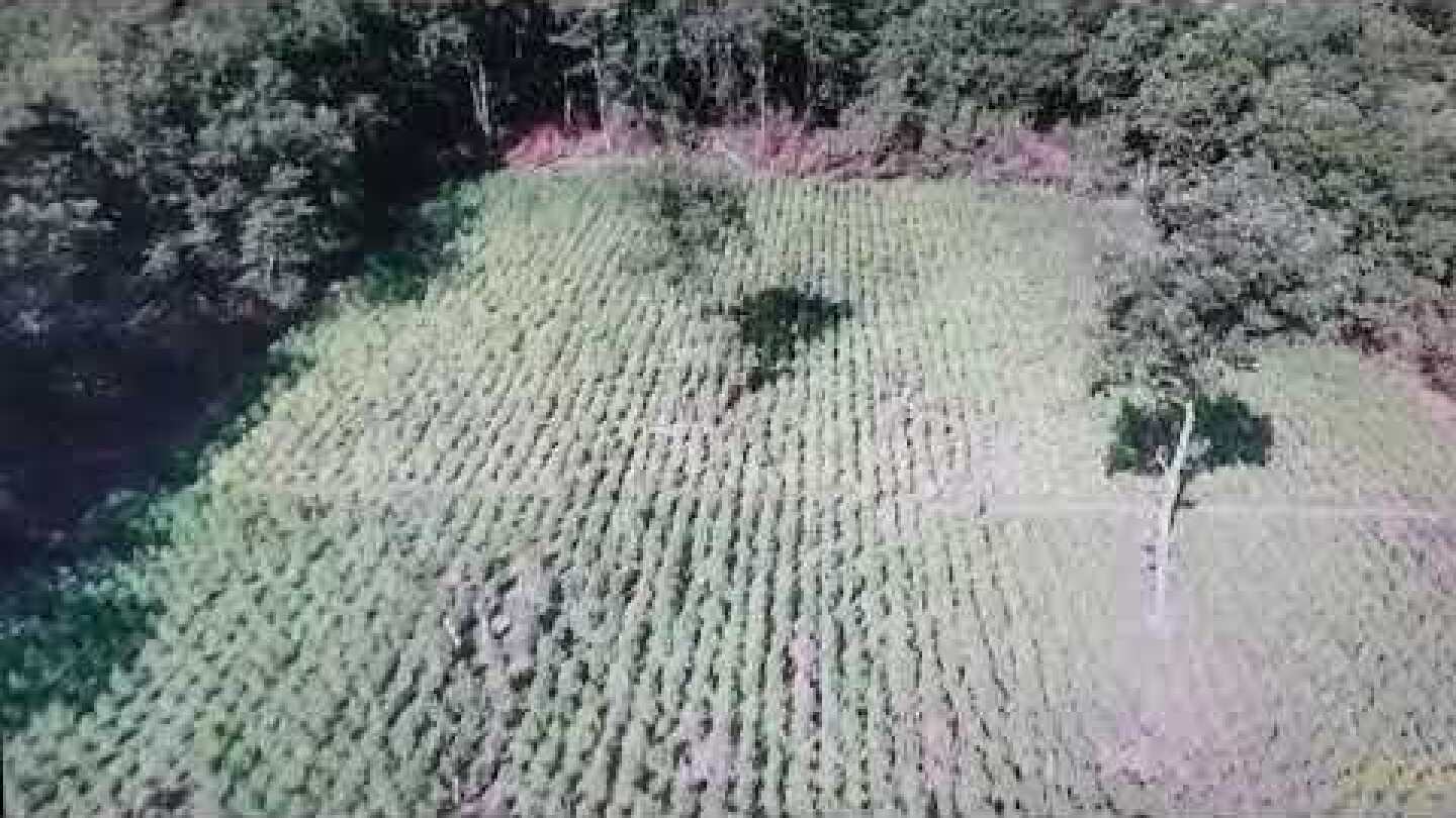 Εντοπίστηκε φυτεία  αποτελούμενη από (13.852) δενδρύλλια κάνναβης, σε περιοχή των Γρεβενών