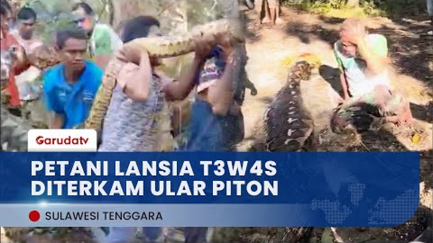 Tragis! Usai Hilang Sehari, Petani Lansia Ditemukan T3w4s di Dalam Perut Ular Piton