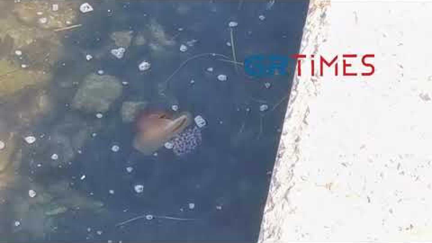 Μέδουσες στον Θερμαϊκό - GRTimes.gr