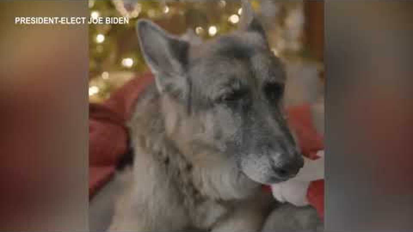 President elect Biden shares Christmas video from dogs Champ and Major