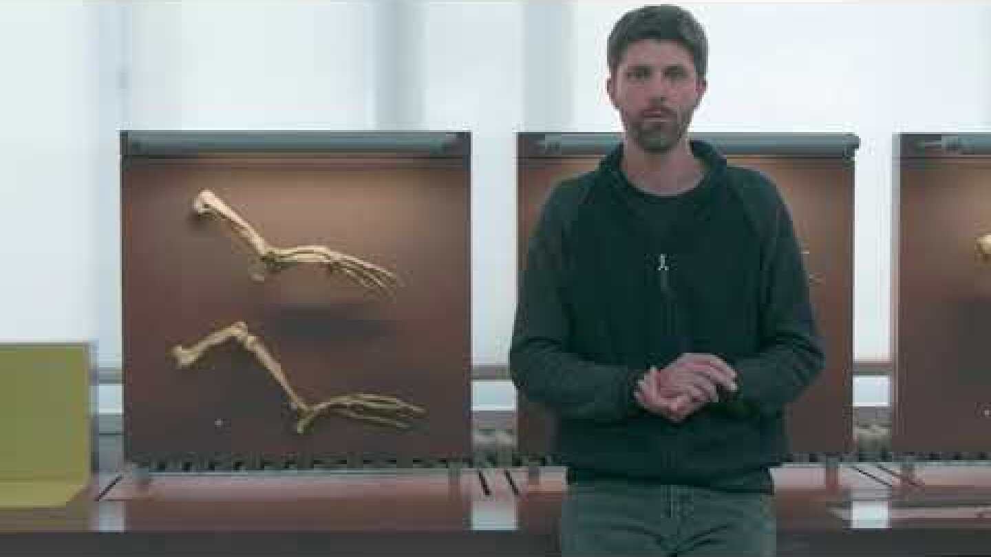 Amphibious Whale from the Middle Eocene of Peru/ Curr. Biol., Apr. 4, 2019 (Vol. 29, Issue 8)