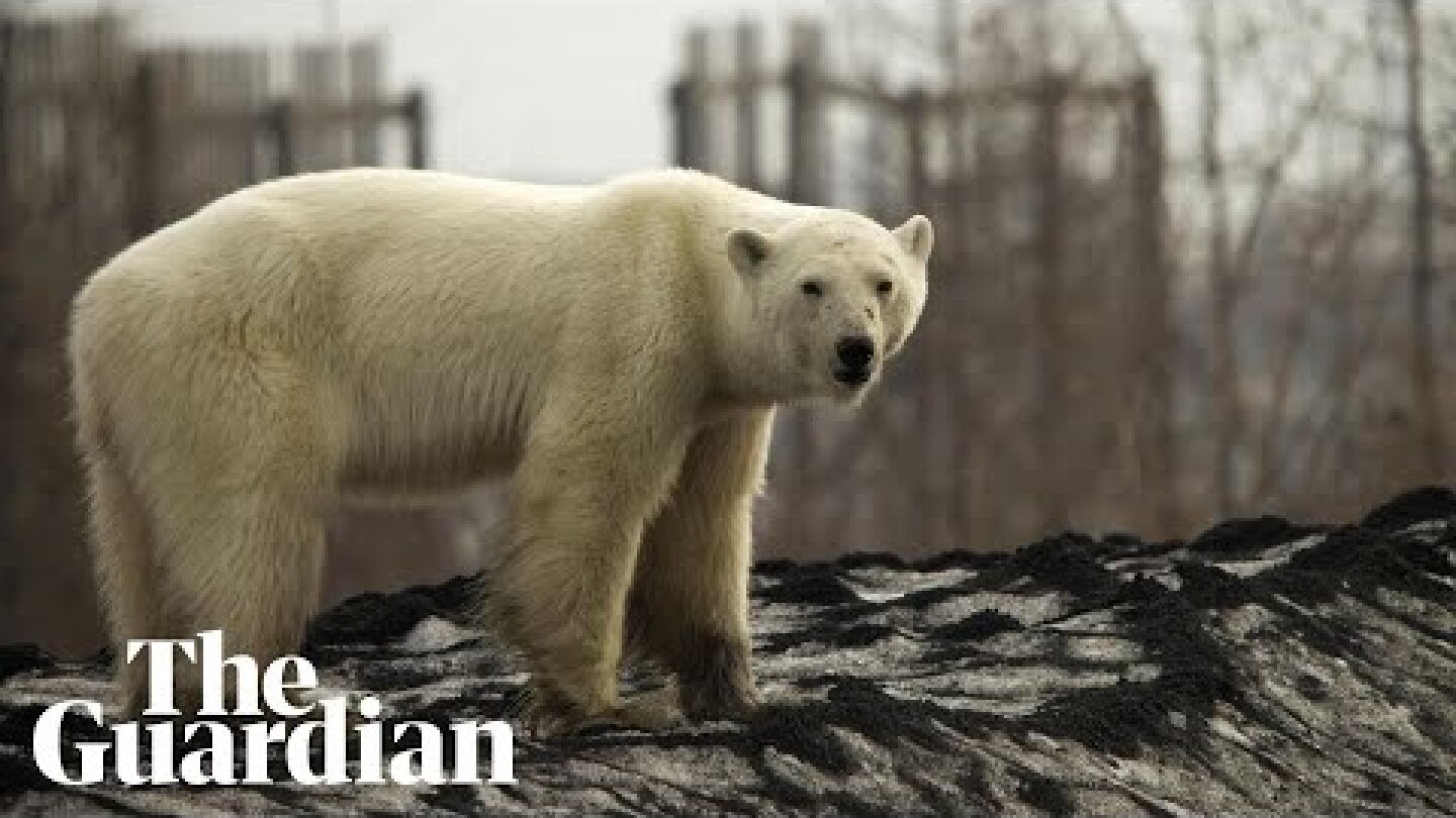 Polar bear found hundreds of miles from home in Russian industrial city