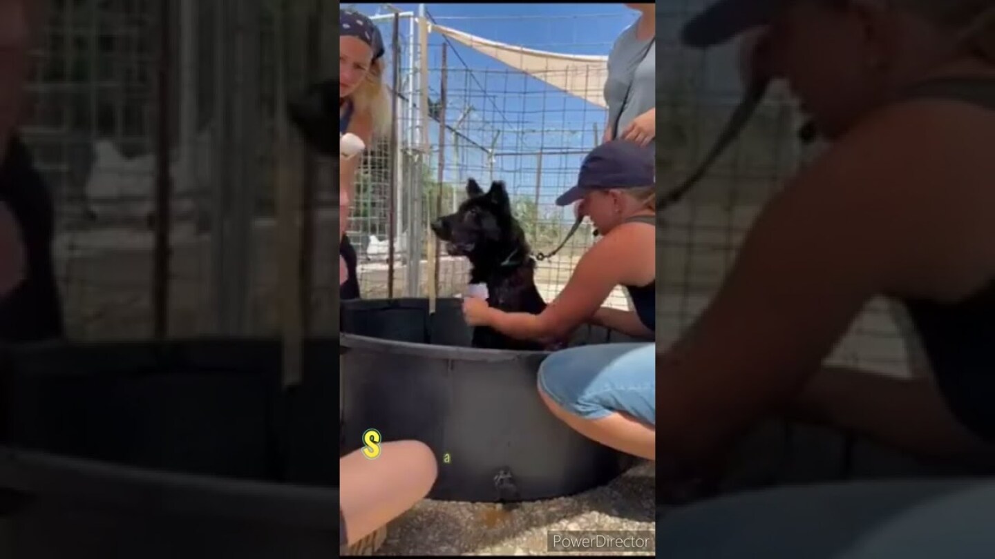 Old Savanah needs a home