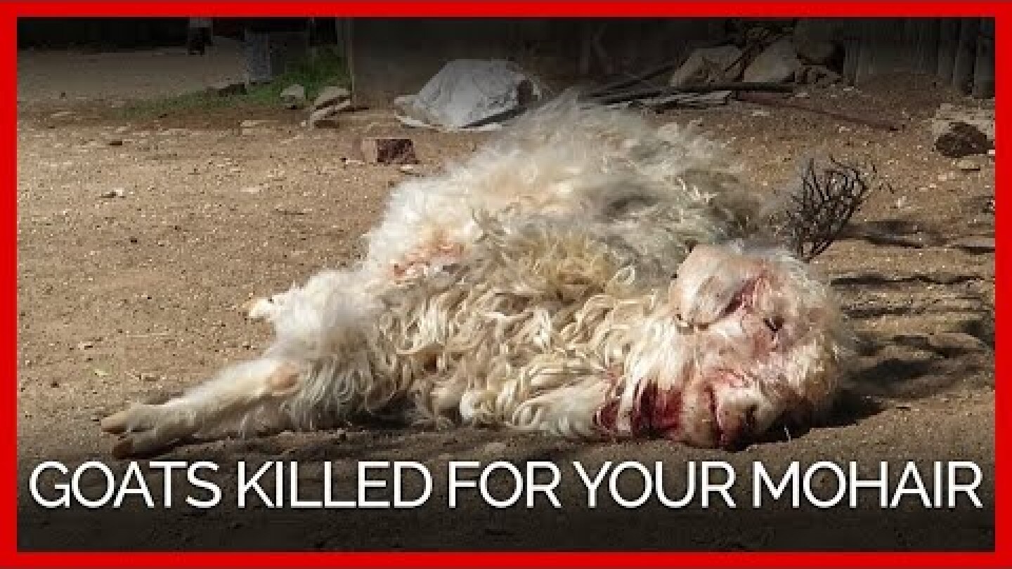 Goats Thrown, Cut, Killed for Mohair—Help Them Now!