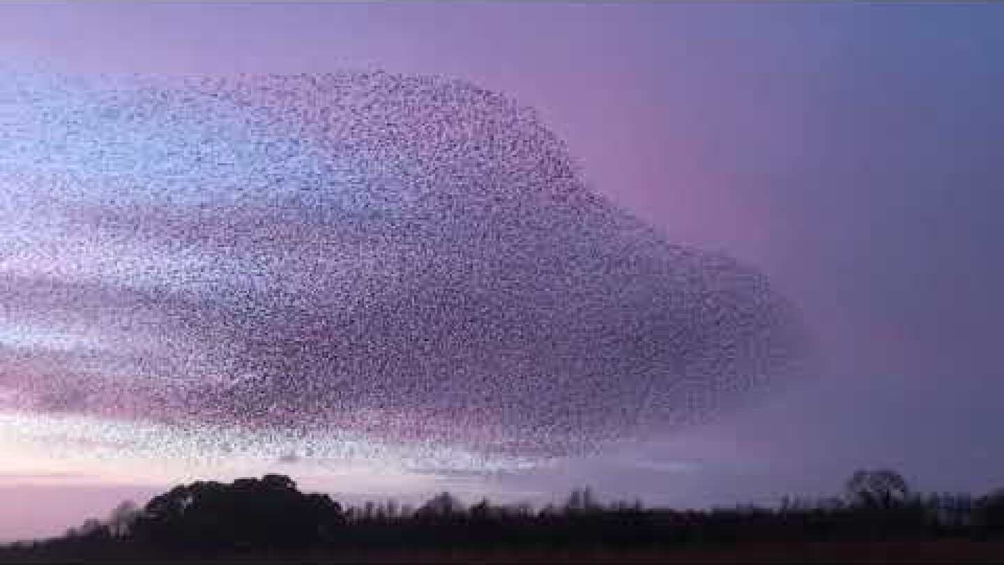 Flock of Starlings Fly in Captivating Murmuration Above County Tipperary Lake