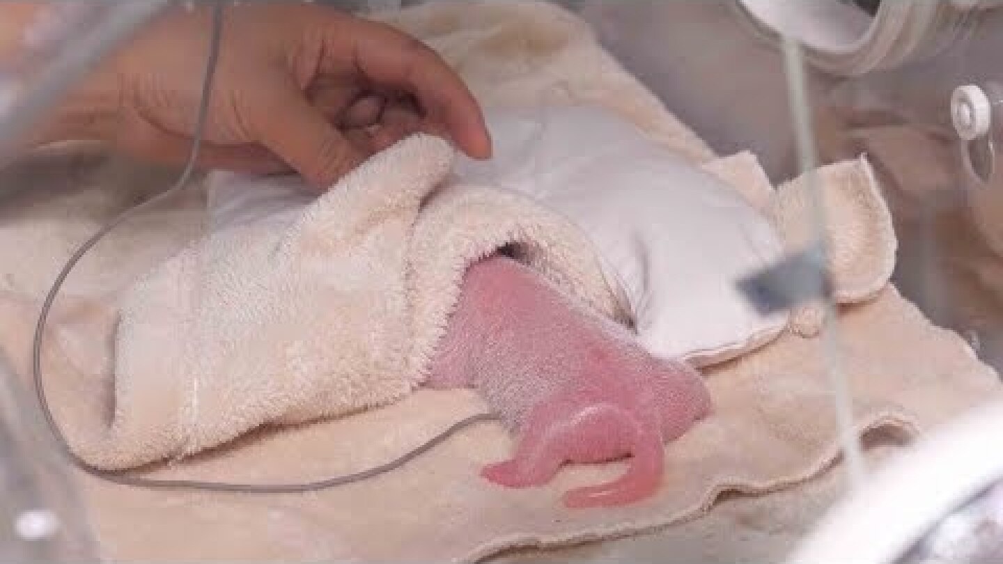 First captive-bred panda of the year born in China