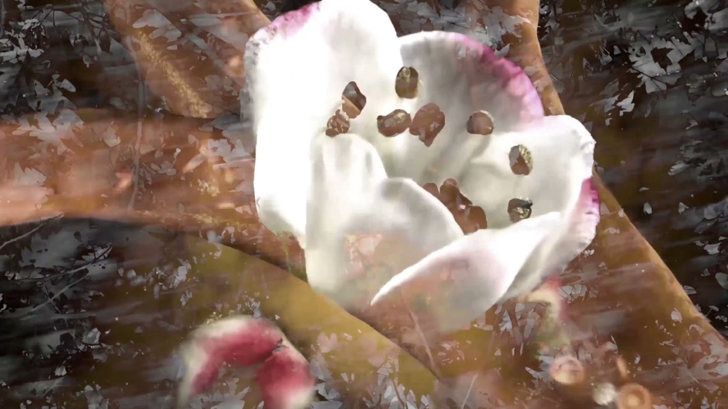 Biomes | 12 NFT  | Costas Picadas 2021