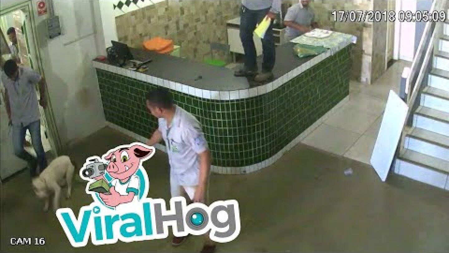 Workers are Scared of Dog || ViralHog