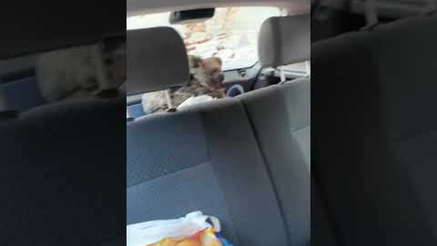 Koala Rescue on Kangaroo Island - Original