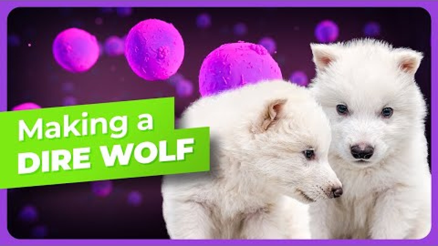 The Making of the Colossal Dire Wolves - World's First De-Extinction