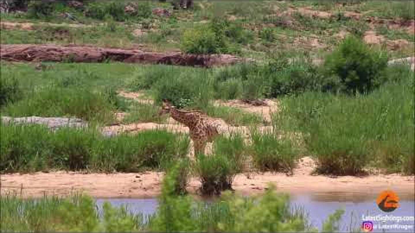 Giraffe struggles to escape crocodile's jaws