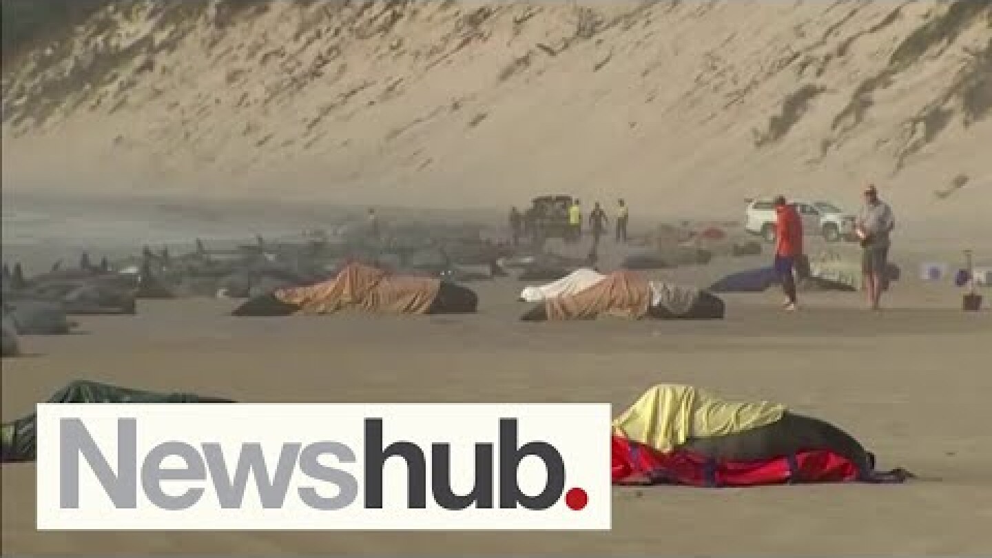 Hundreds of whales die in mass stranding off Tasmanian coast | Newshub