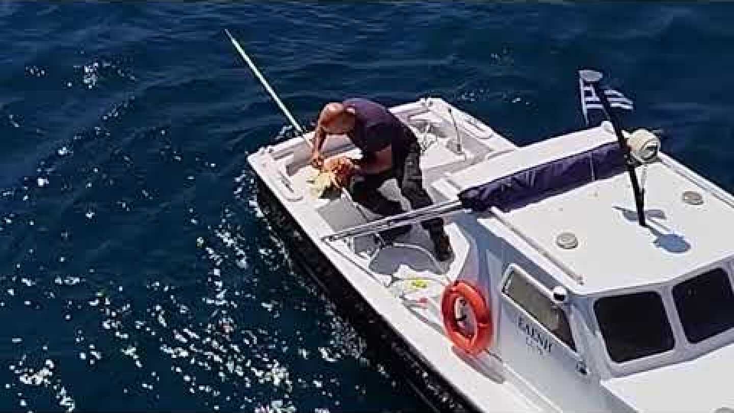 Σύρος: Διάσωσωση θαλάσσιας χελώνας