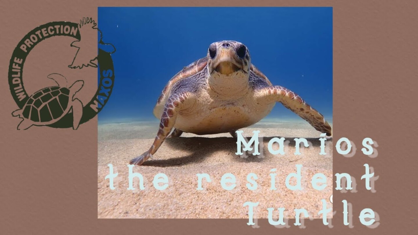 Marios, the resident Turtle