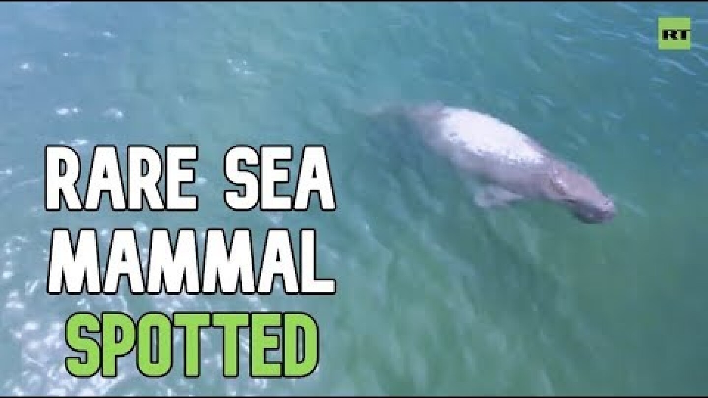 Best place on Earth right now? Rare dugongs enjoy sea while Thailand is on lockdown