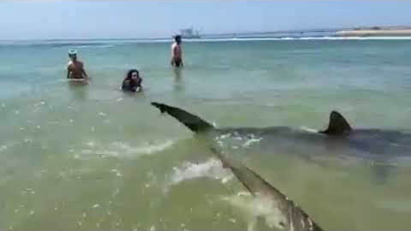 משחקים עם כרישים בחדרה 2021 Playing with Shark 2 in Israel