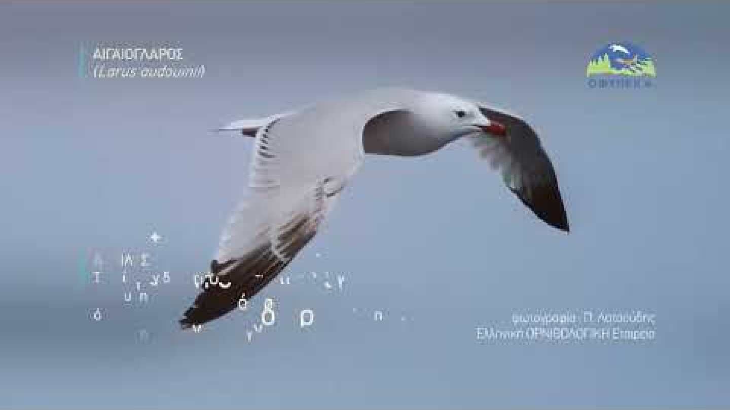 Αιγαιόγλαρος (Larus audouinii)