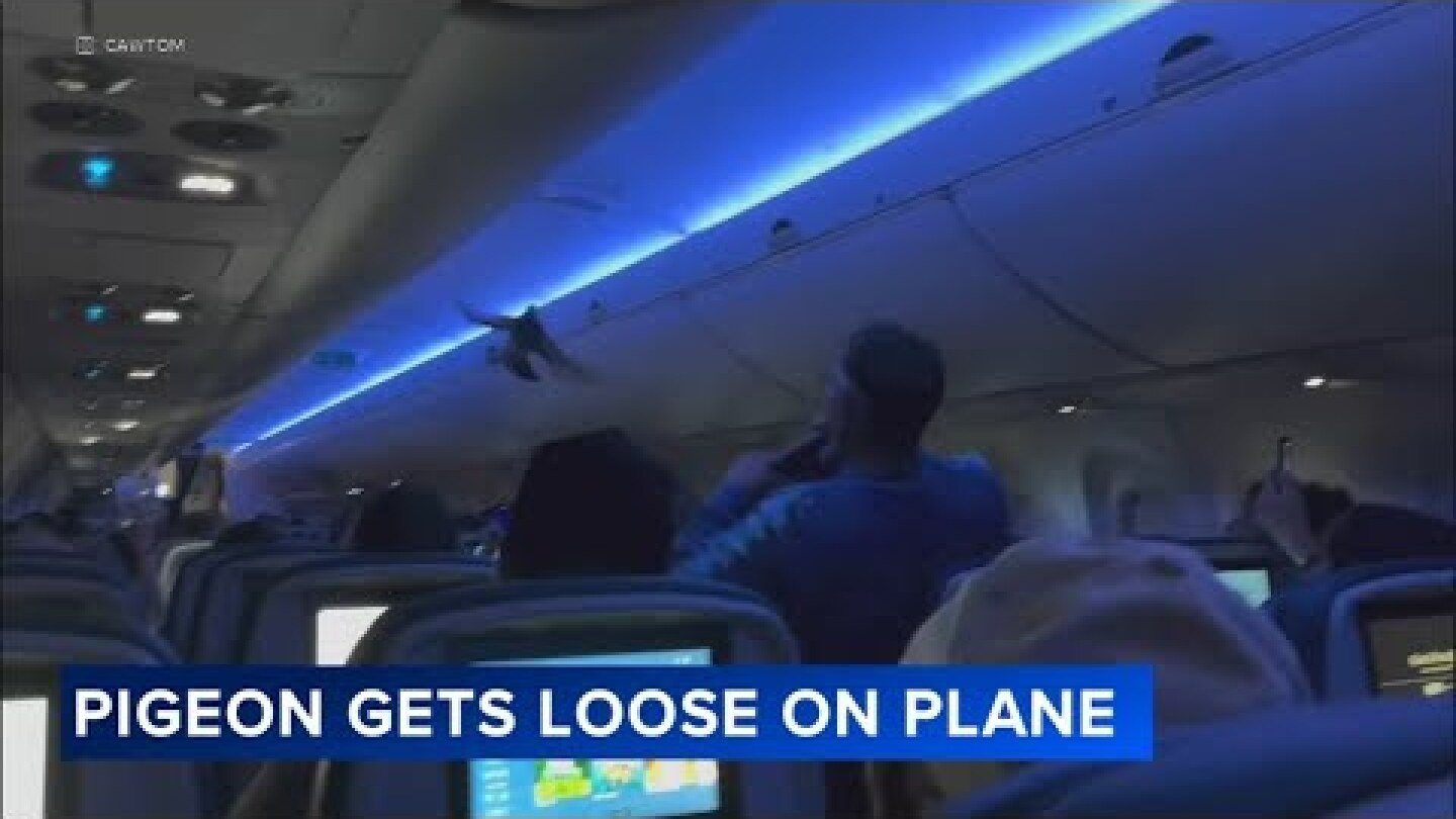 Video shows passenger try to catch pigeons aboard Delta flight
