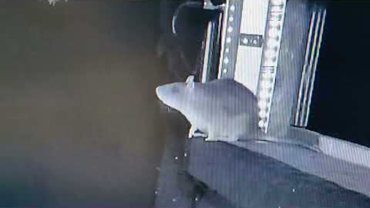 Brown rat captures Daubenton's bat mid-flight