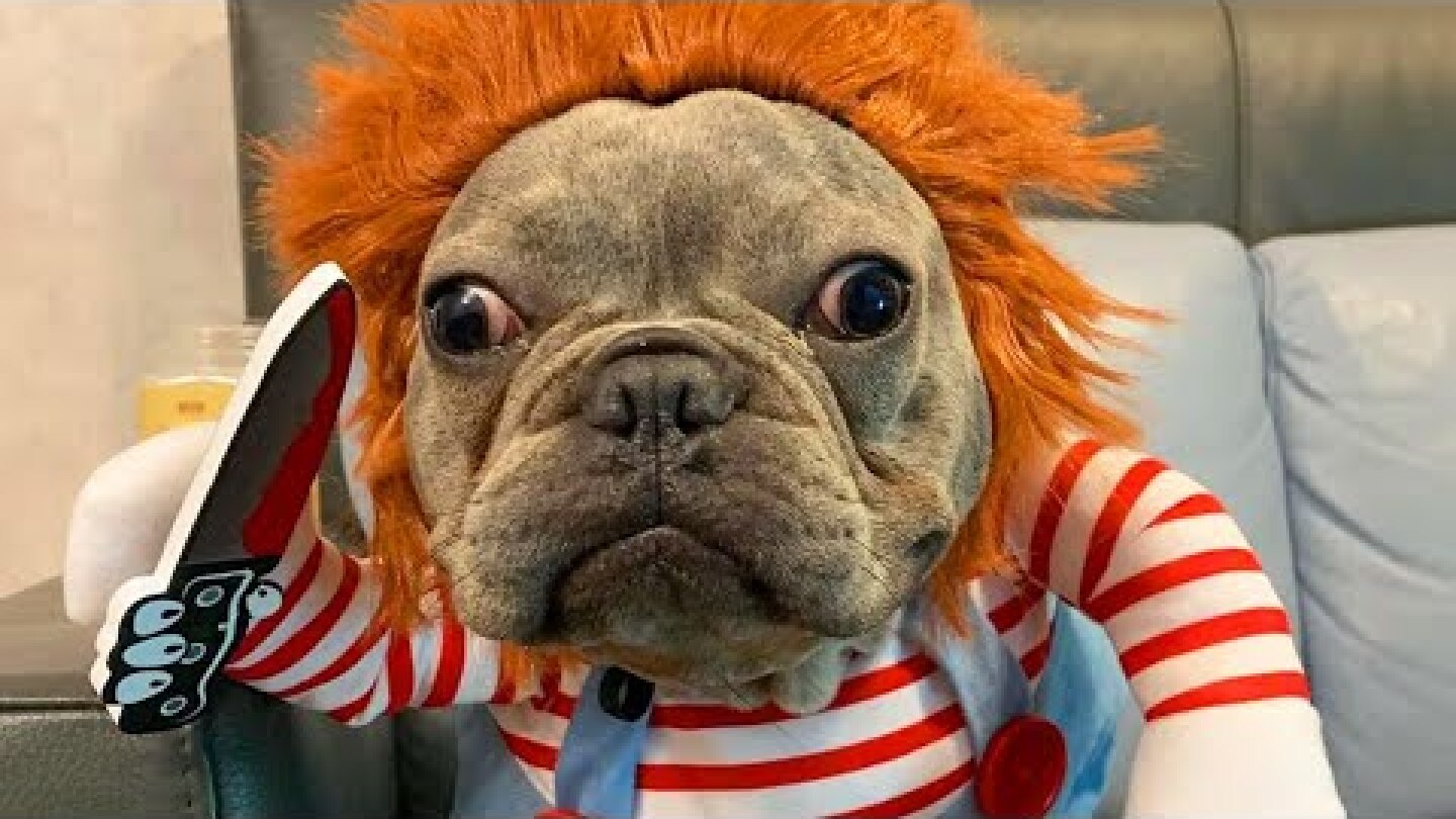 Adorable Dog Dresses as 'Chucky' Doll for Halloween