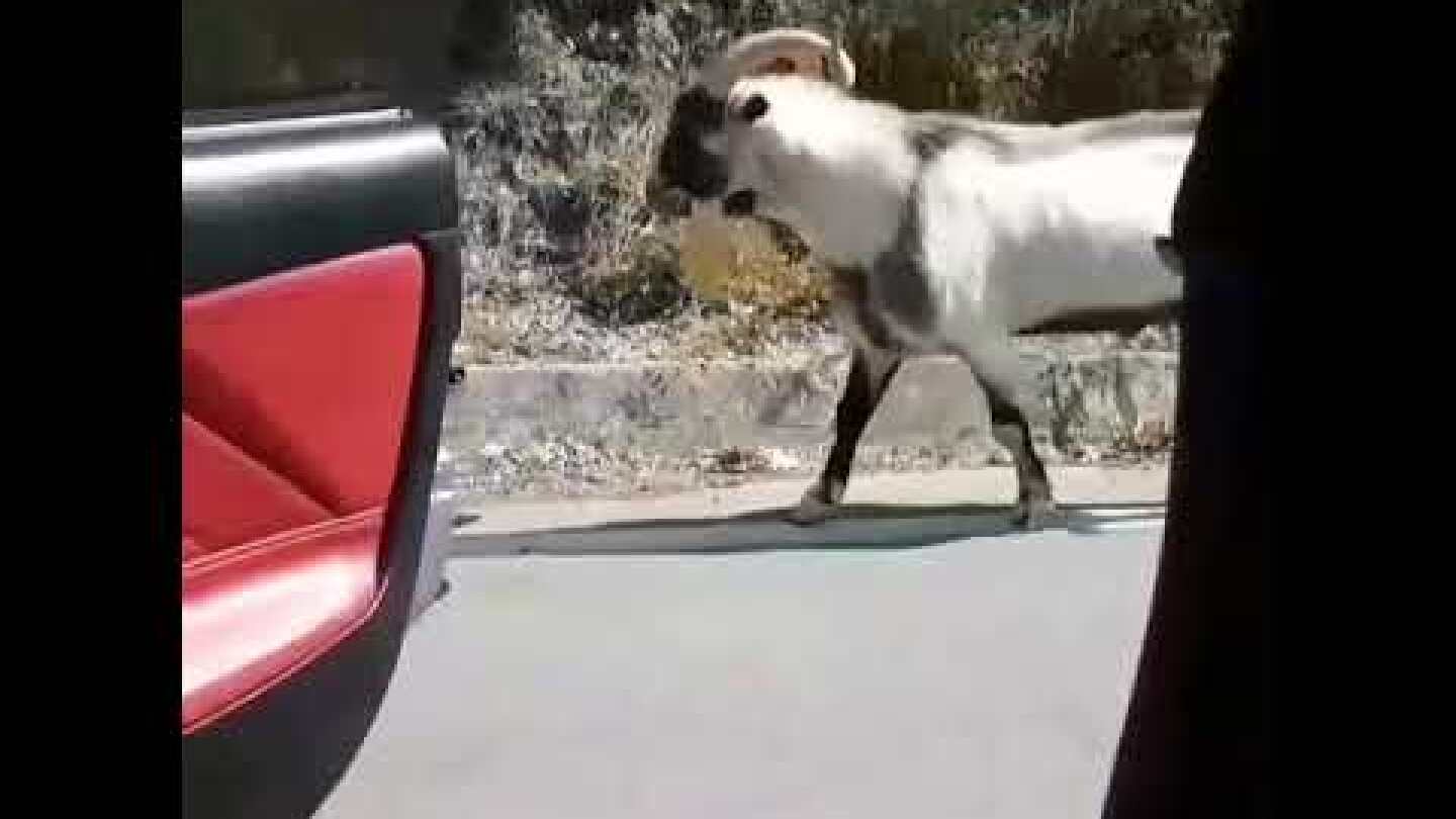 Kiki challenge Crete ✌