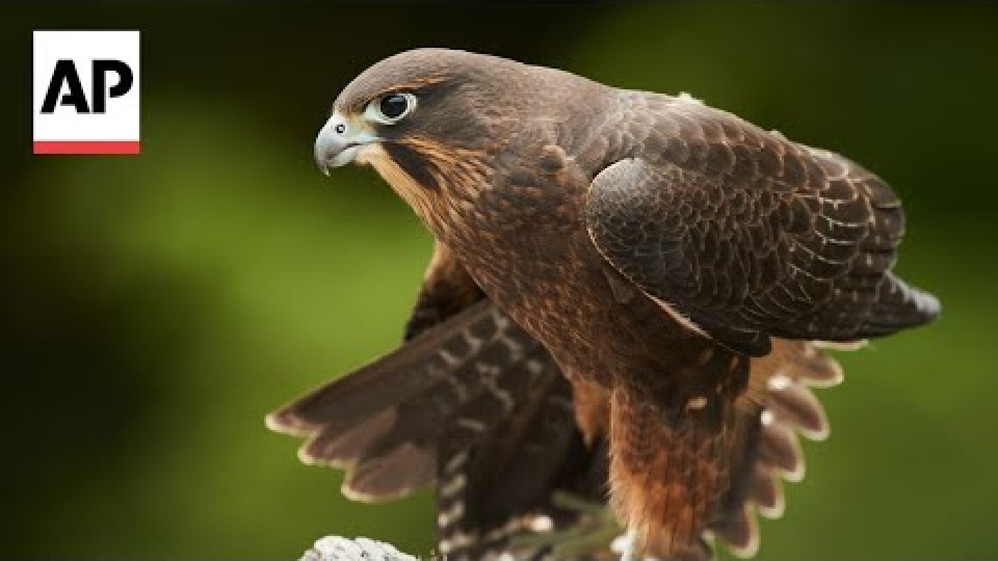 Endangered Kārearea falcon crowned New Zealand's 2025 Bird of the Year