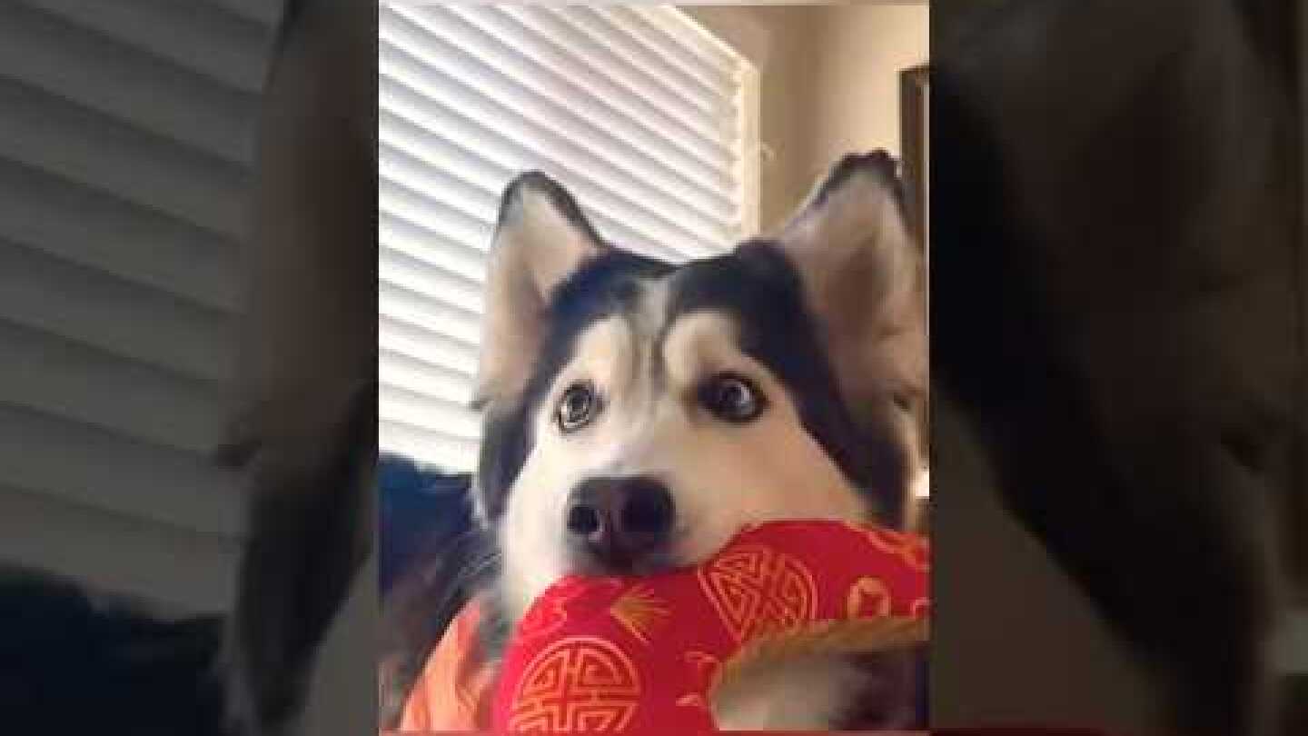 Dogs Watching TV: Hilarious Reactions! 🐶 #doglovers #shorts