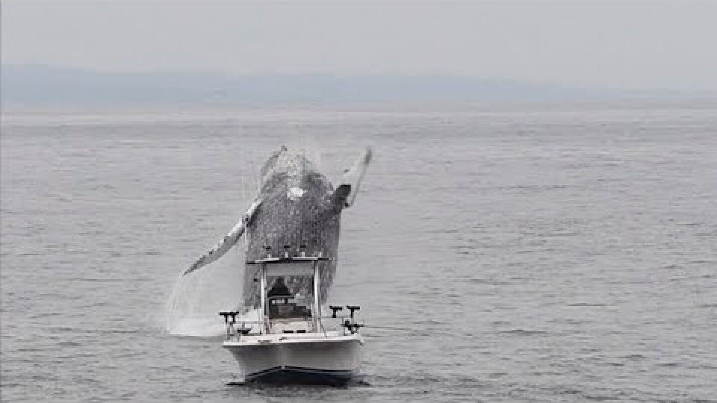 Whale Breach Close To Boat