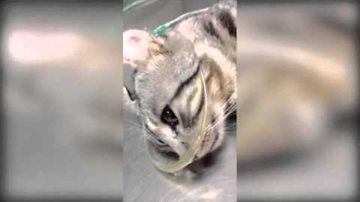 004  Cat appears to cry after being rescued in heartbreaking video1