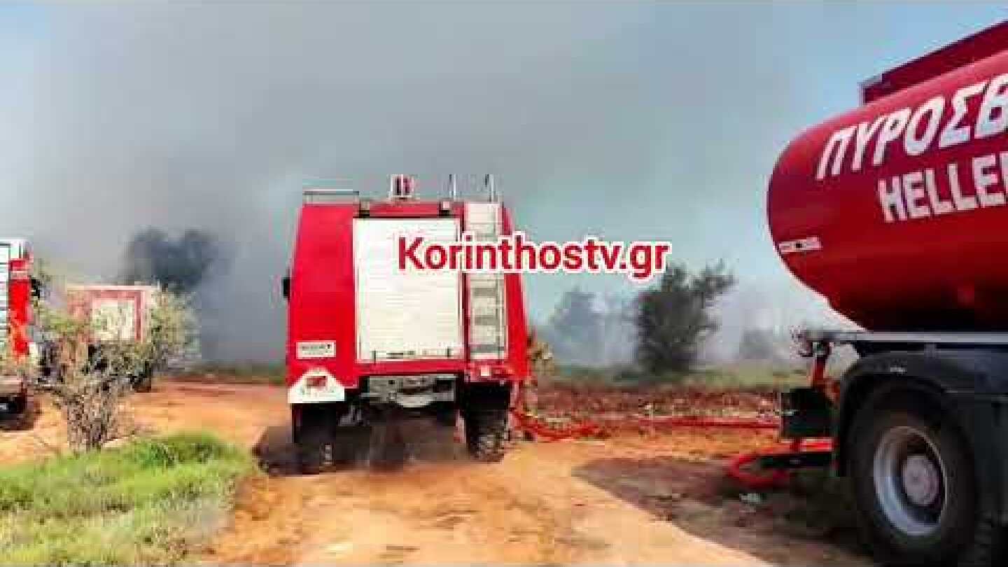 Φωτιά σε πευκοδάσος στο Ζευγολατιό Κορινθίας 