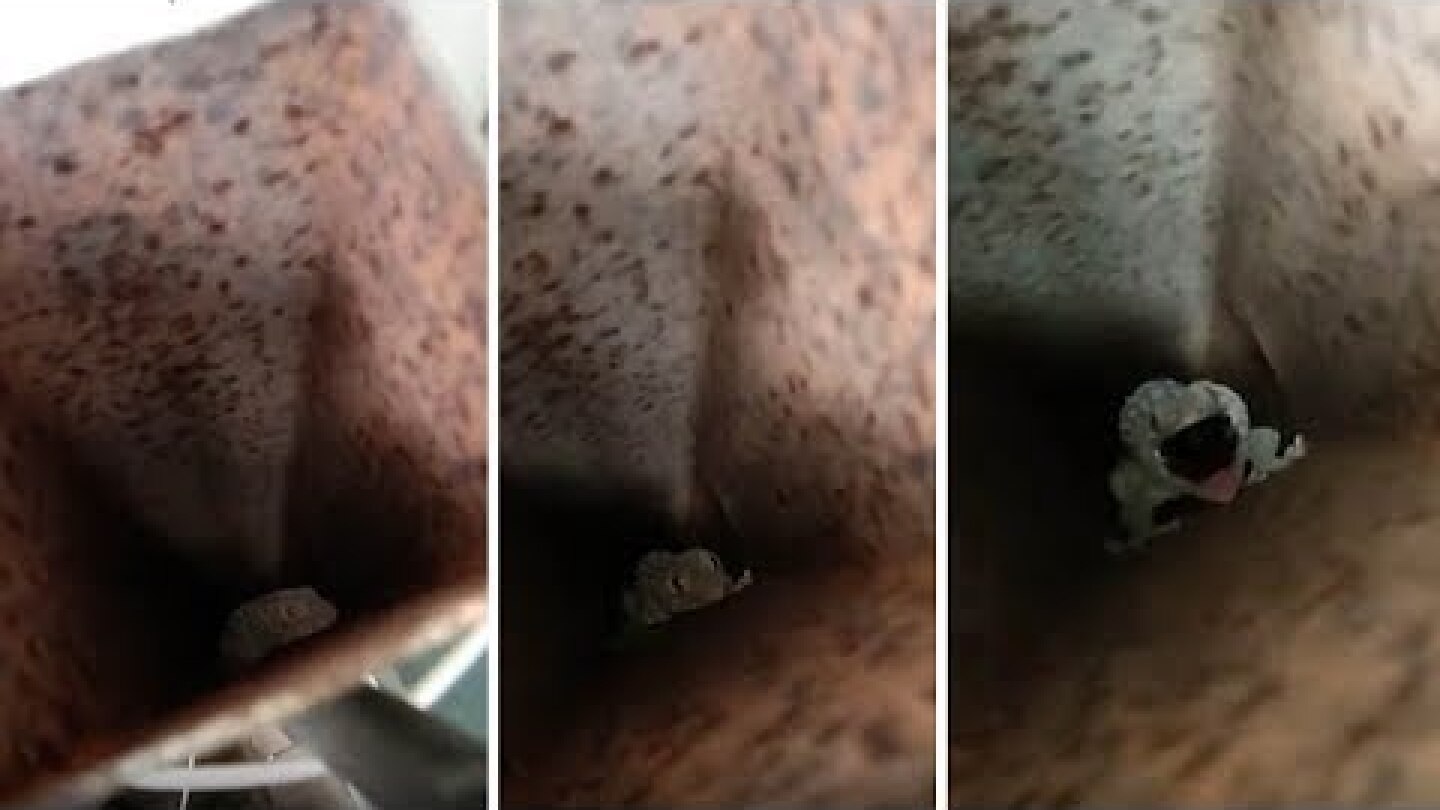 Shocking moment Lizard bites on student nose