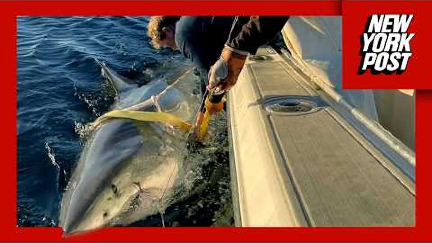Biggest great white shark ever recorded in the Atlantic heading towards vacation hotspot.