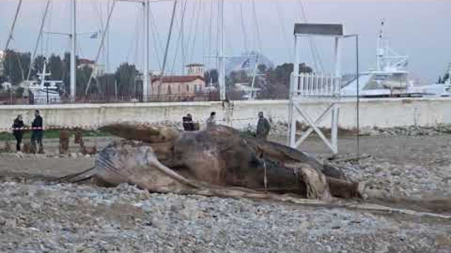Νεκρή φάλαινα στη Φρεαττύδα   23 12 2020