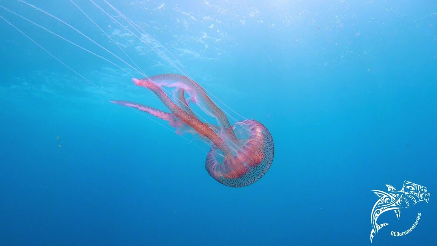 La medusa bioluminiscente (Pelagia noctiluca) 4K  (ENGLISH SUBTITLED)