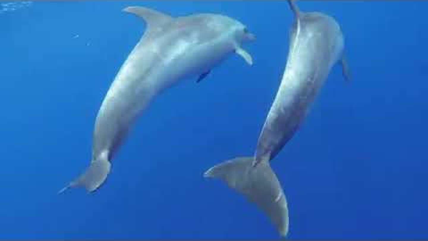 Κητώδη στα θαλάσσια ύδατα της Κύπρου