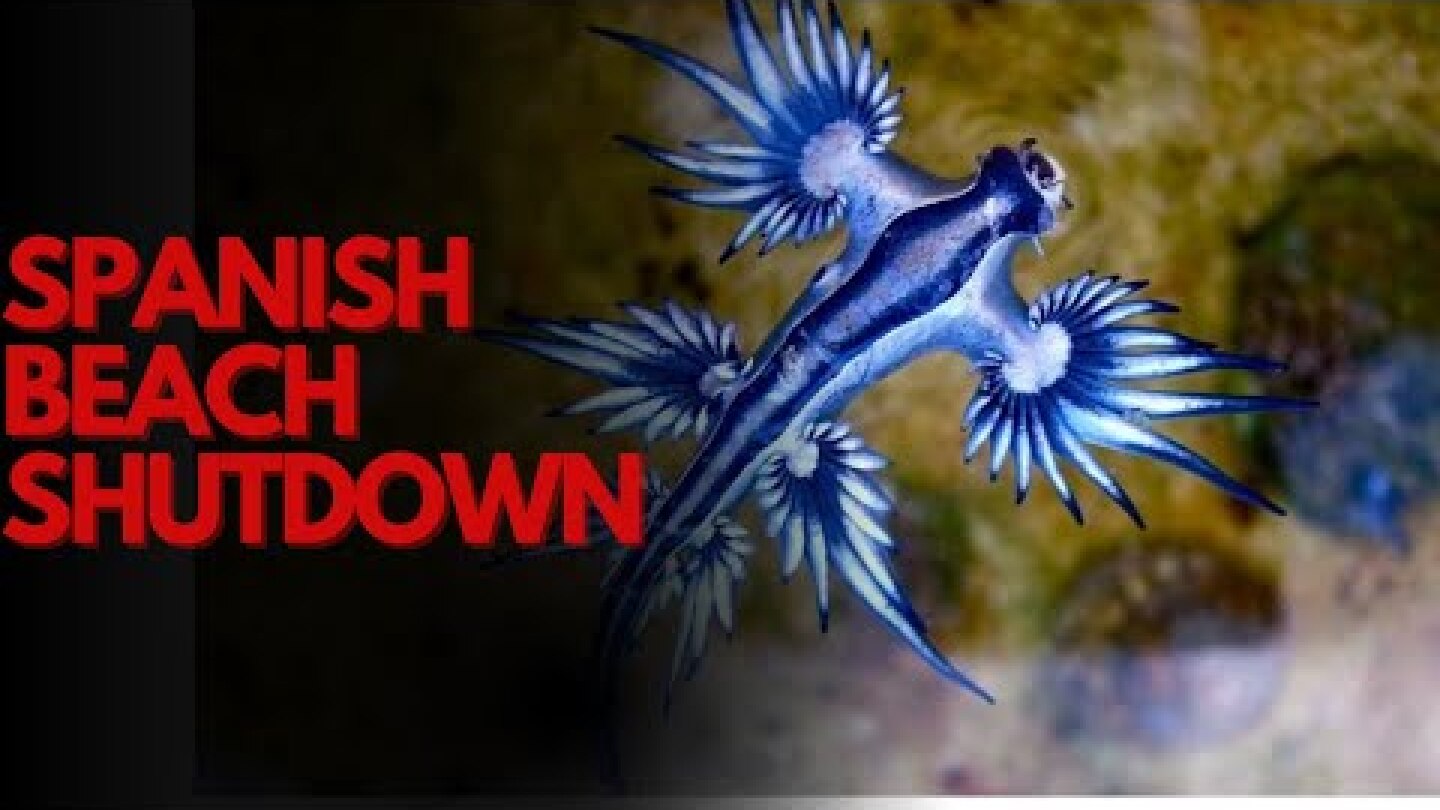 Deadly Blue Dragon Forces Spain to Close Costa Blanca Beaches