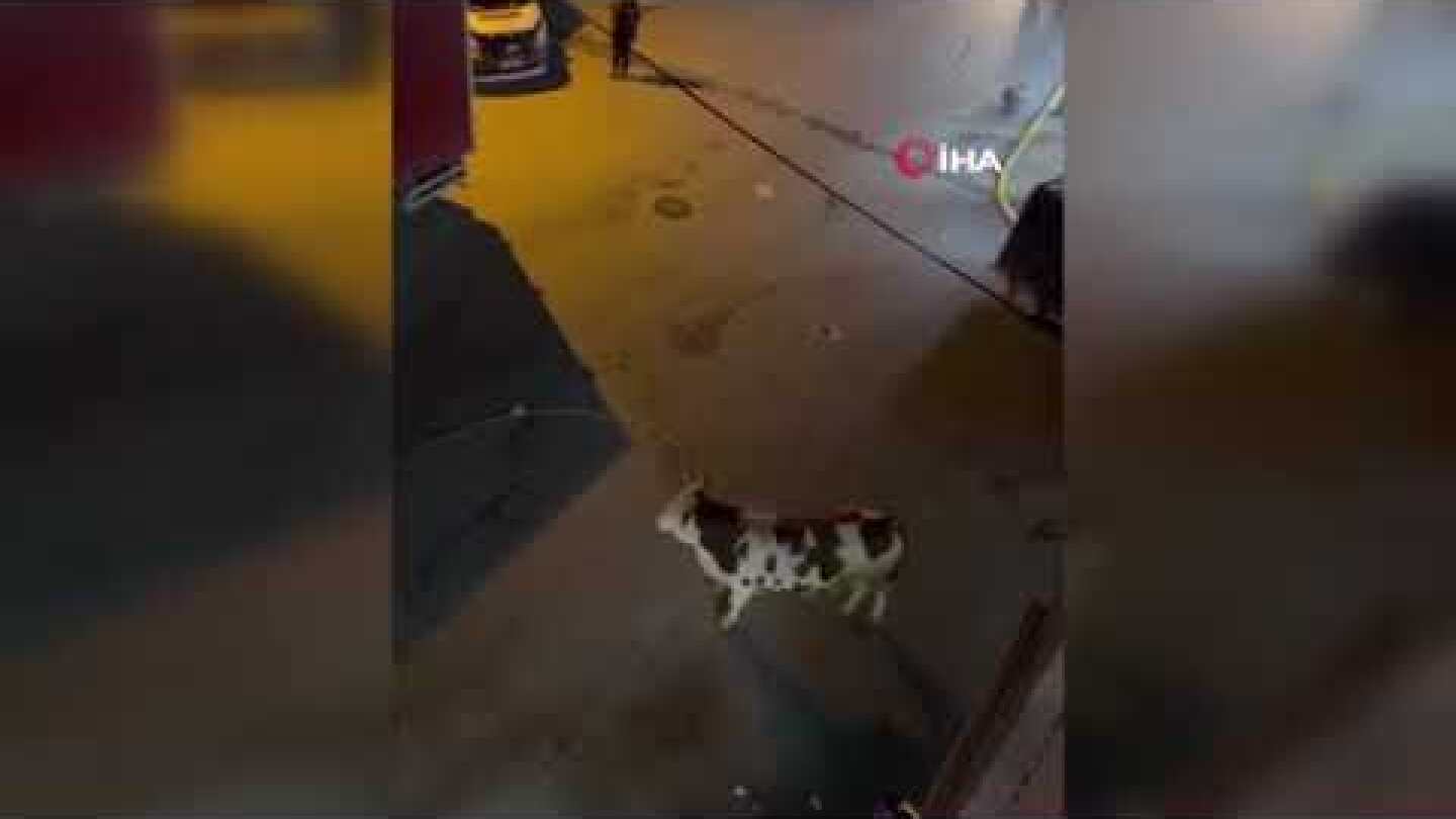 Kaçan Boğa Kuaför Salonuna Daldı: Ortalık Savaş Alanına Döndü