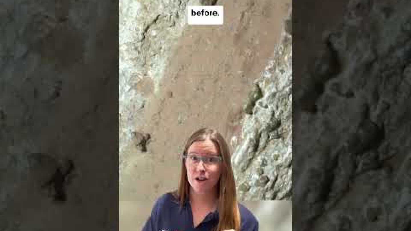 Signs of Ancient Life on Mars? Here’s What We See in This Intriguing Rock #Shorts