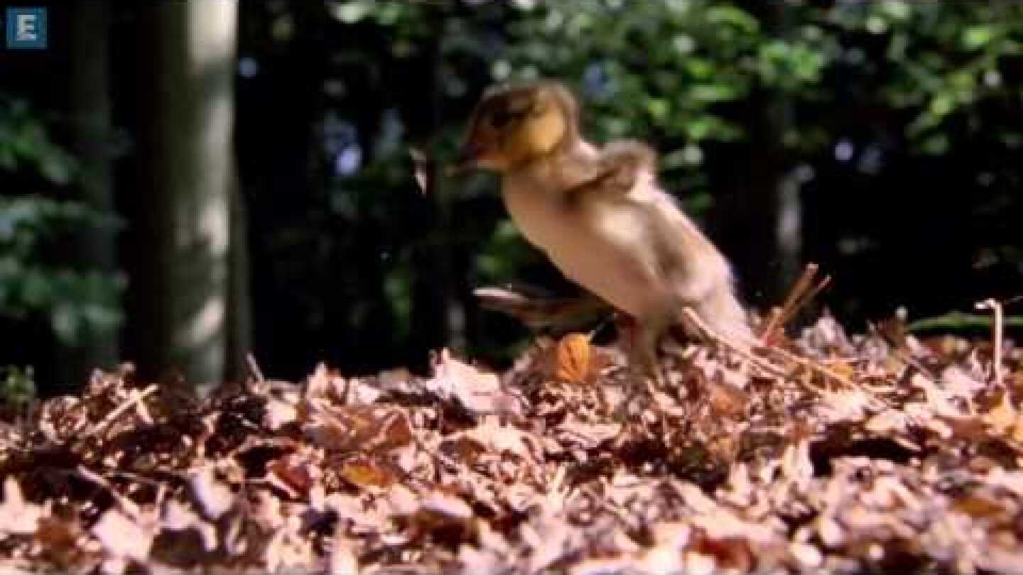 Planet Earth 2006 Trailer [HD]