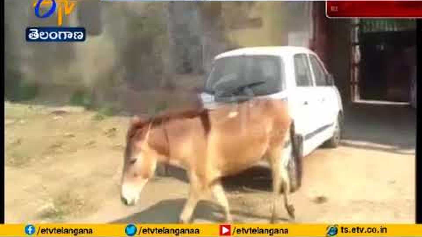 8 Donkeys Jailed for 4 Days | for Eating Costly Plants | at Jalaun Jail in UP