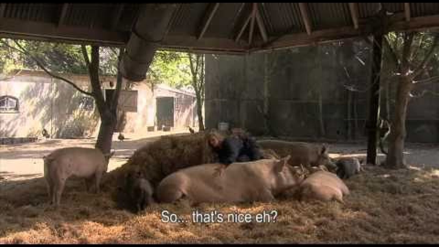 Movietrailer ***DIVINE PIG - GODDELIJK VARKEN***