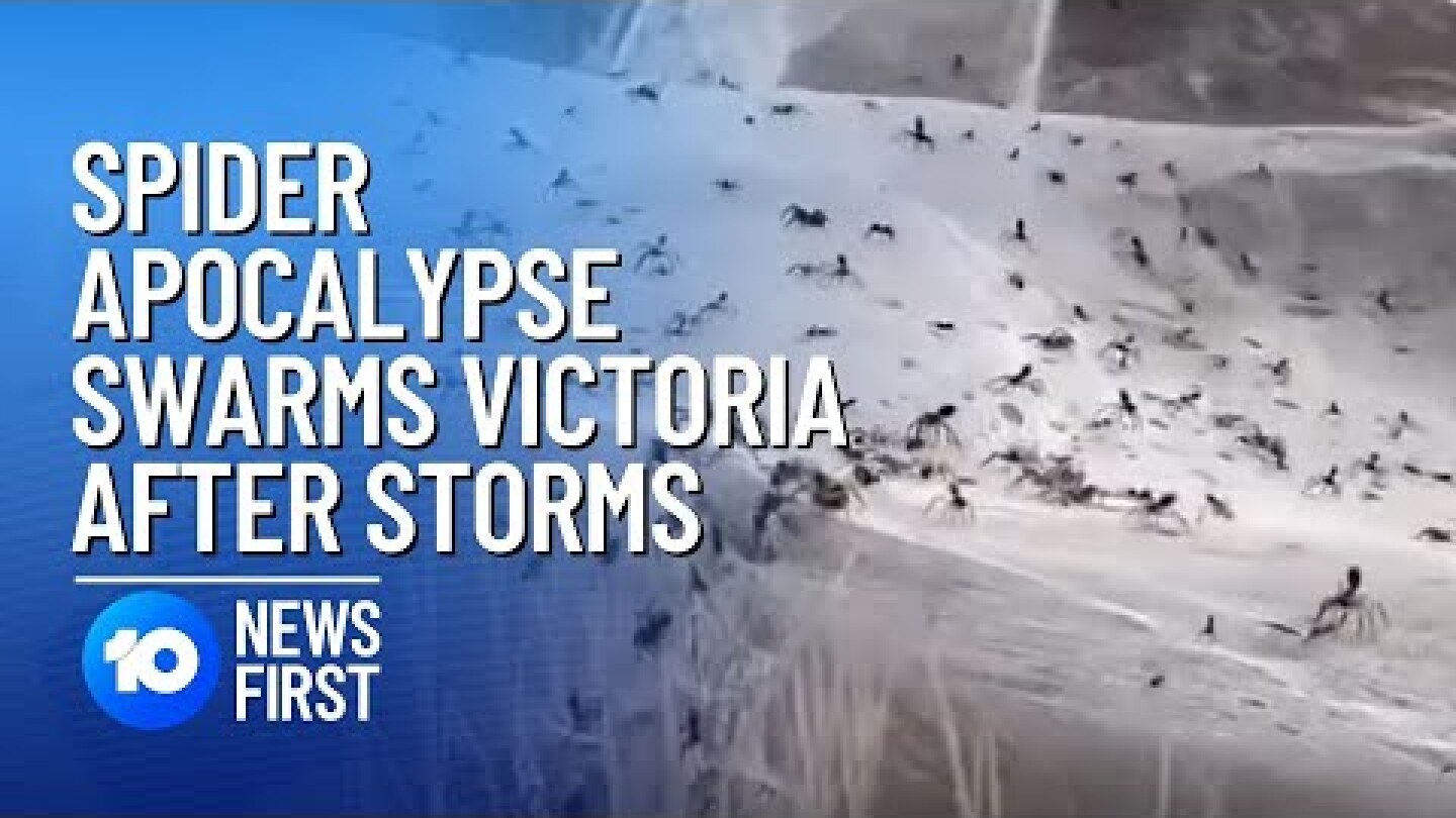 Spider Apocalypse: Gippsland’s Longford Hit By Spider Infestation Post Storm | 10 News First