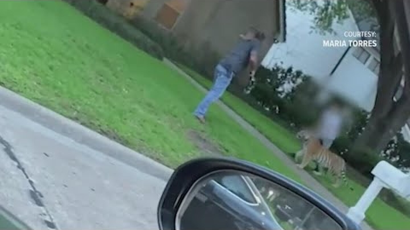 Tiger in Houston neighborhood: Off-duty deputy shares moment he came face-to-face with animal