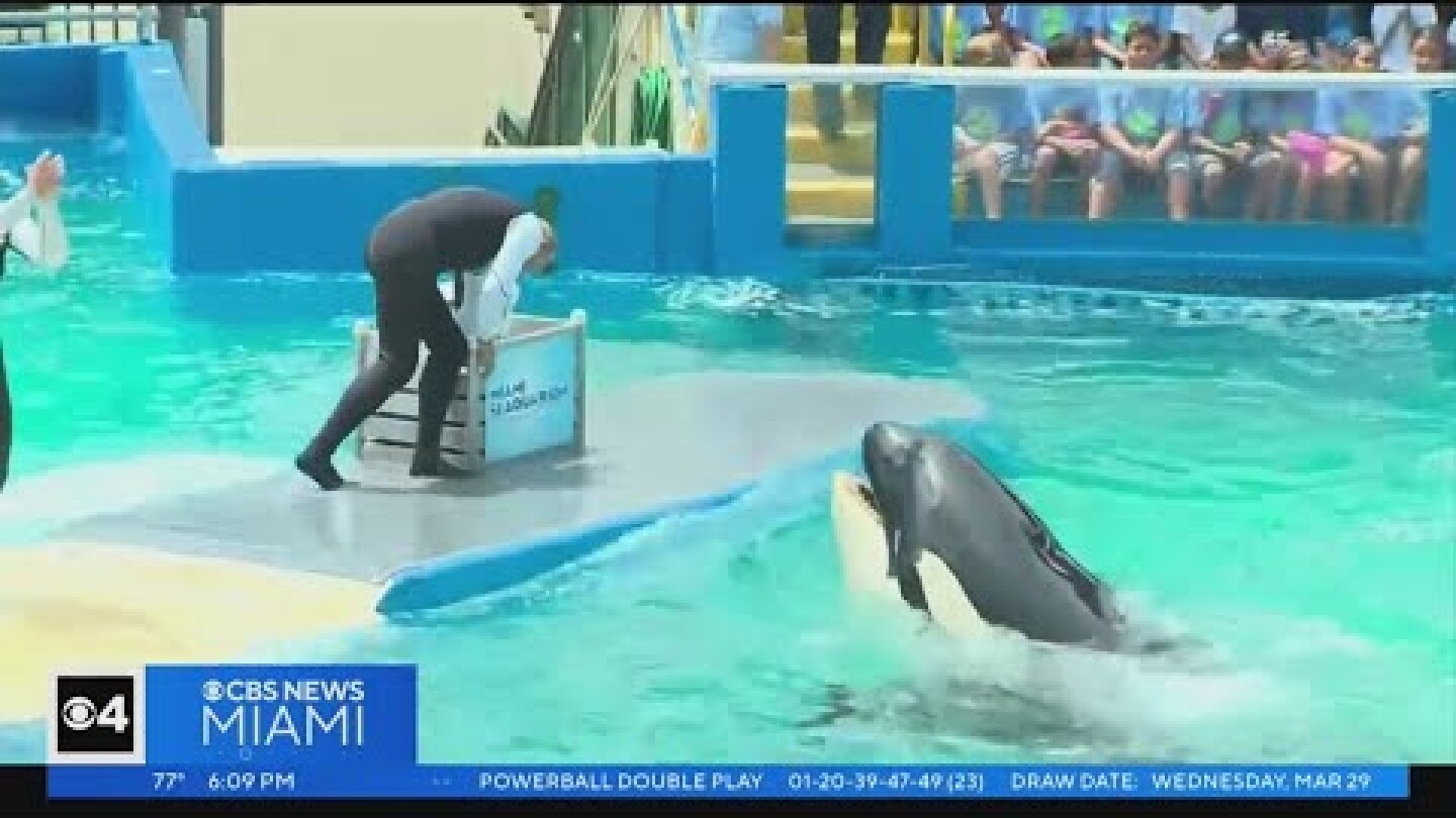 Lolita the orca whale set to be returned to her 'home waters' after life at Miami Seaquarium