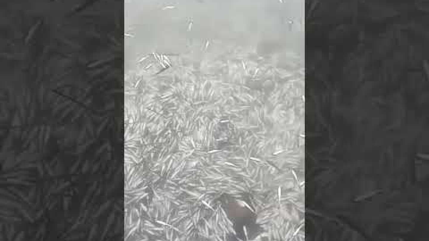 Νεκρά ψάρια στη λιμνοθάλασσα του Δρεπάνου στην Ηγουμενίτσα 2