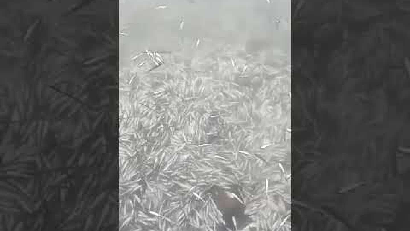 Νεκρά ψάρια στη λιμνοθάλασσα του Δρεπάνου στην Ηγουμενίτσα 2